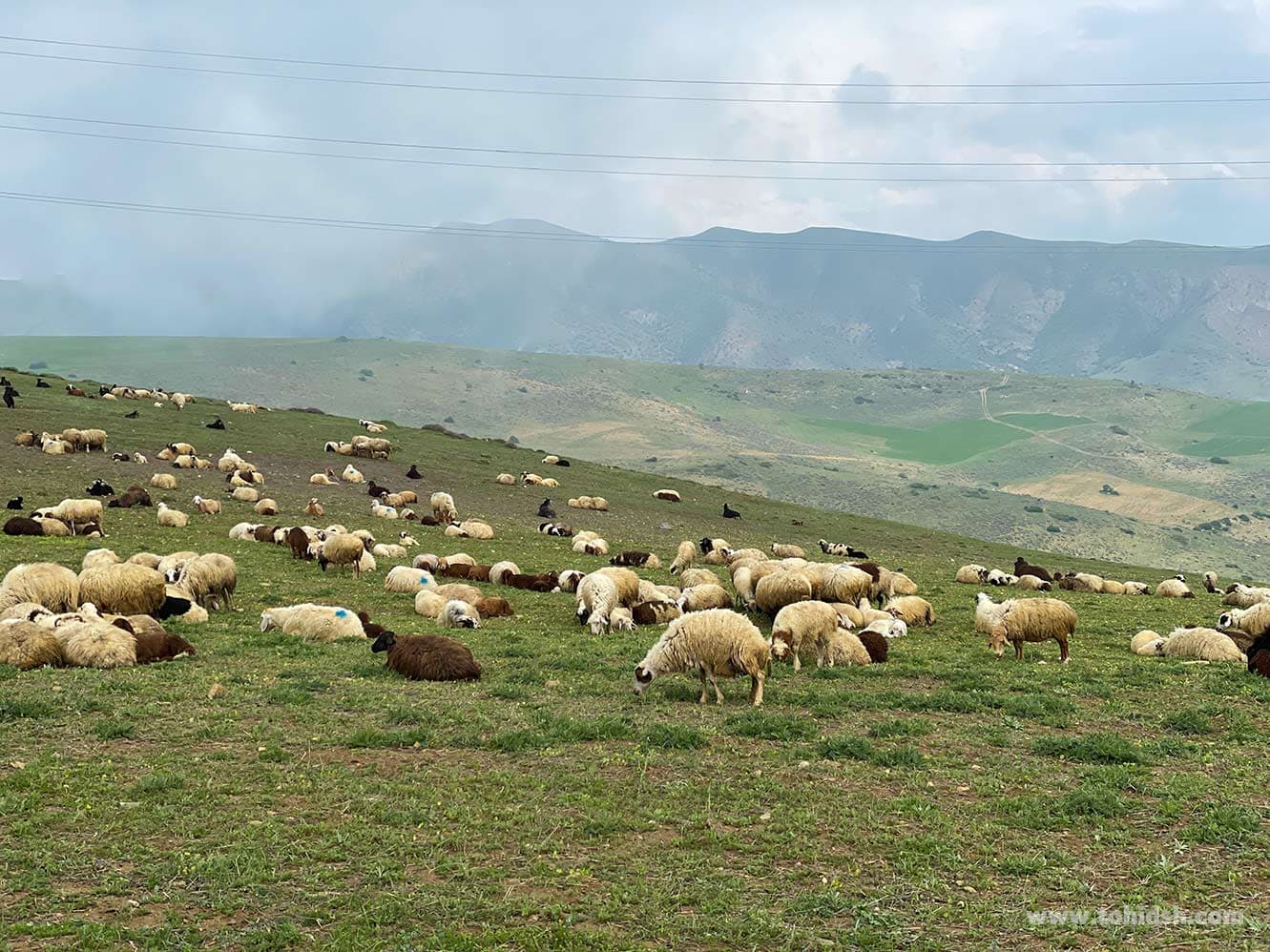 ویستان